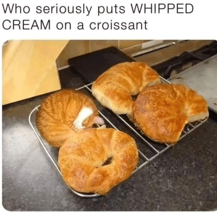 cat person will love it