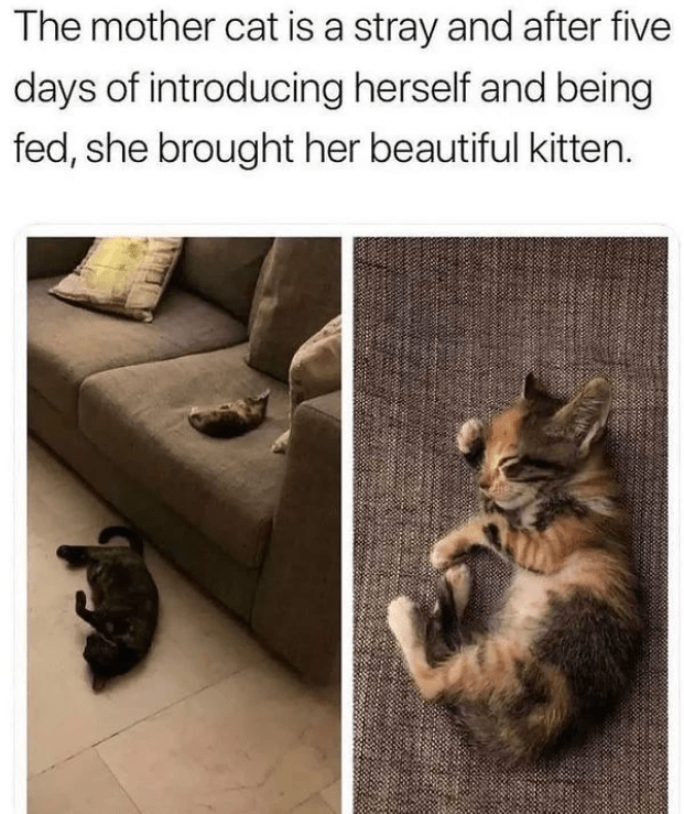 cat person will love it