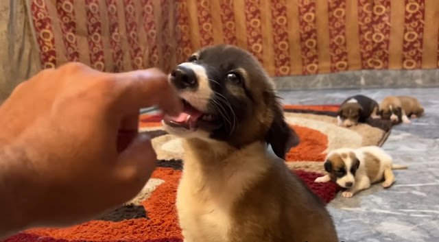 Rescue dog