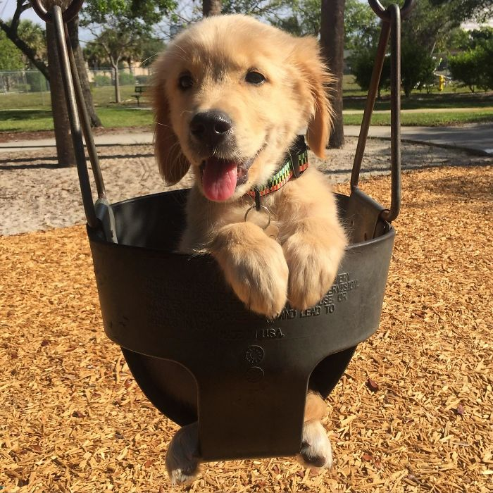 cute golden list