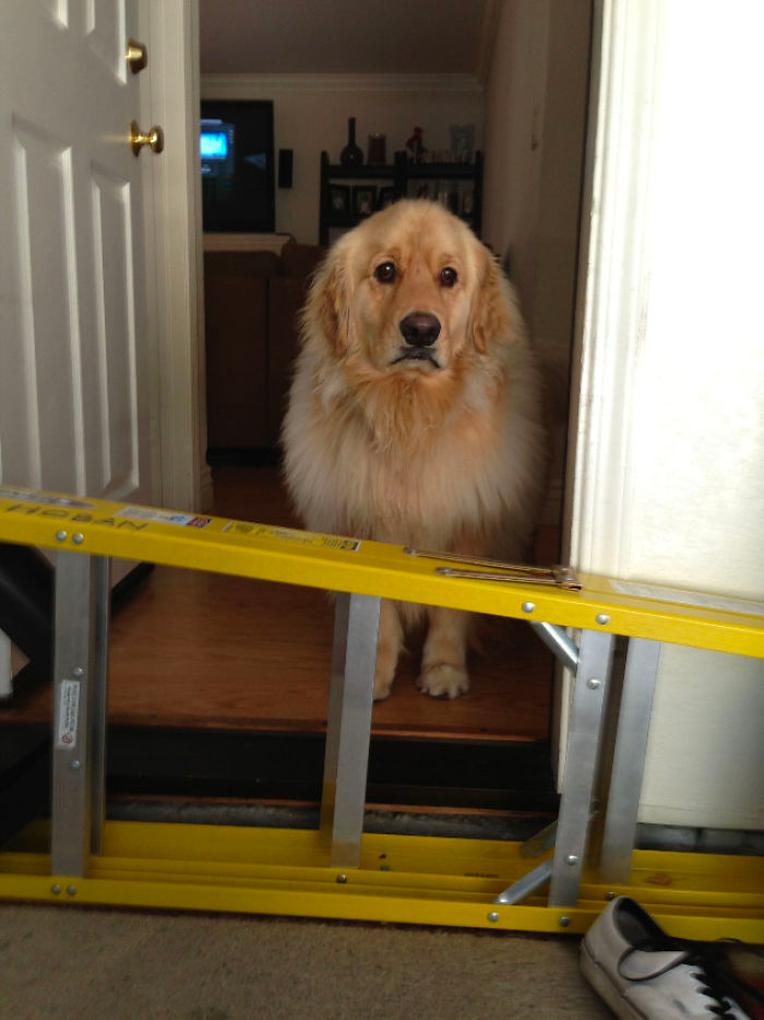 cute golden list