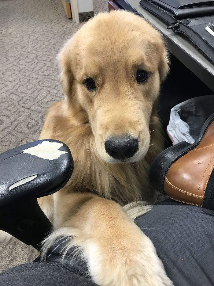 cute golden list