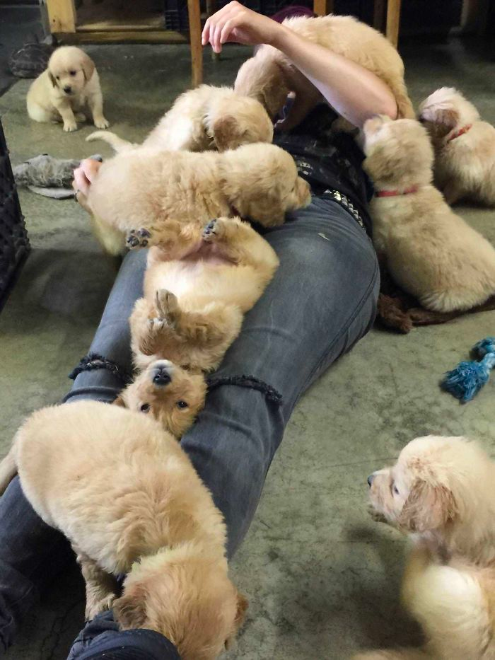 cute golden list
