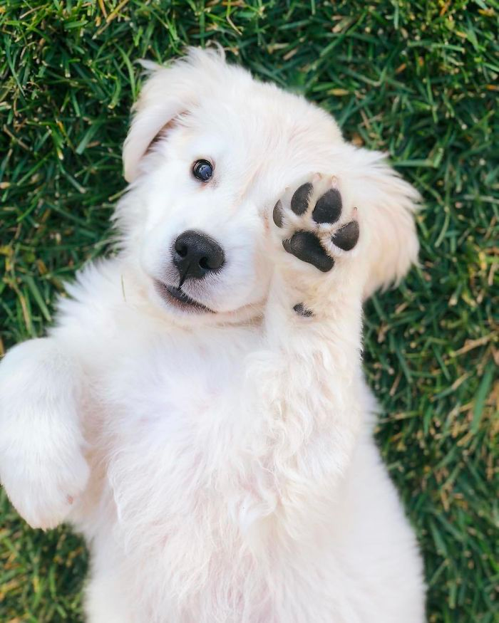 cute golden list