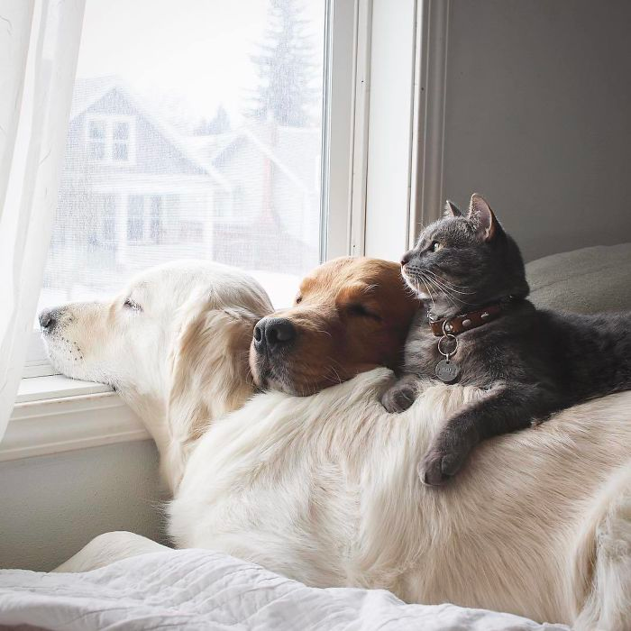 cute golden list