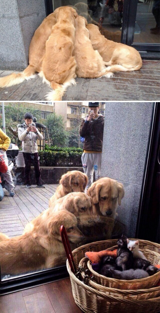 cute golden list