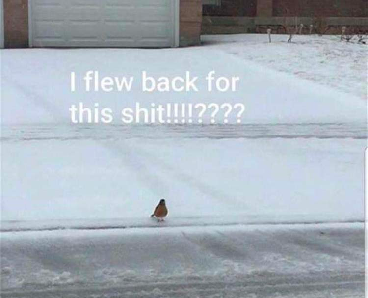 funny animals check it out