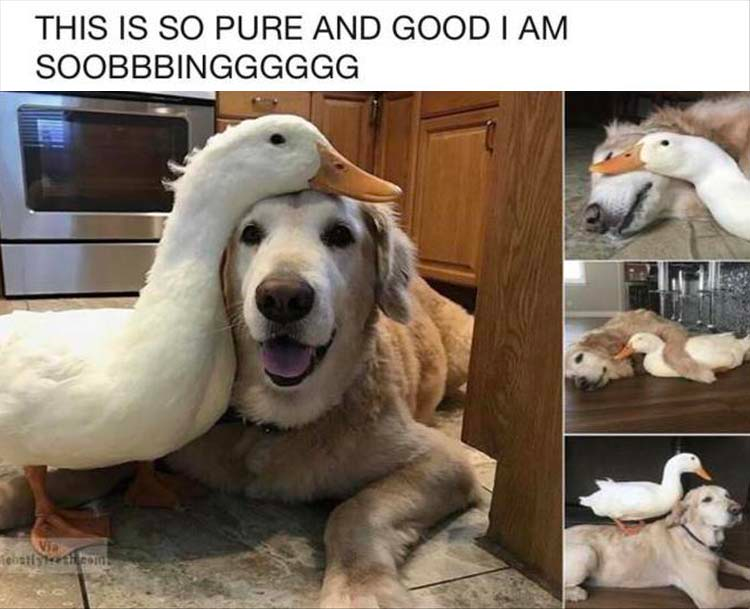 funny animals check it out