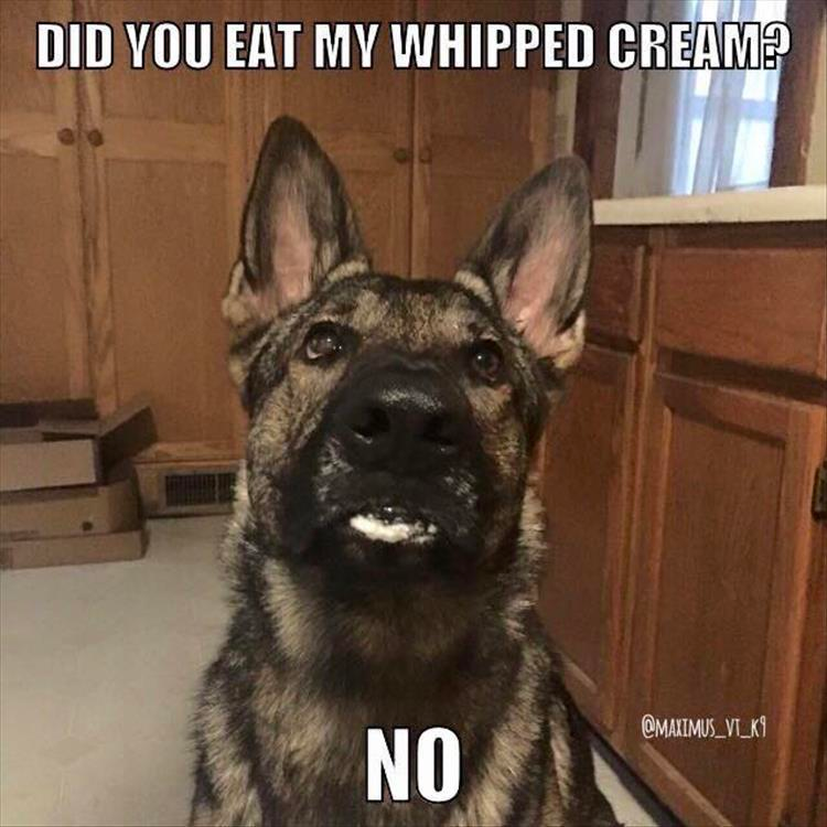 funny animals check it out