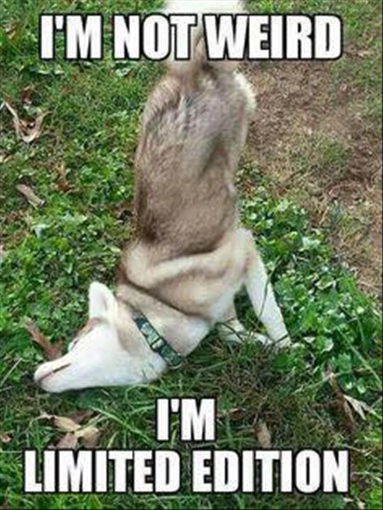 funny animals check it out