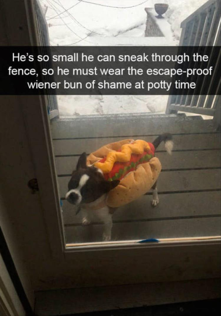funny animals check it out