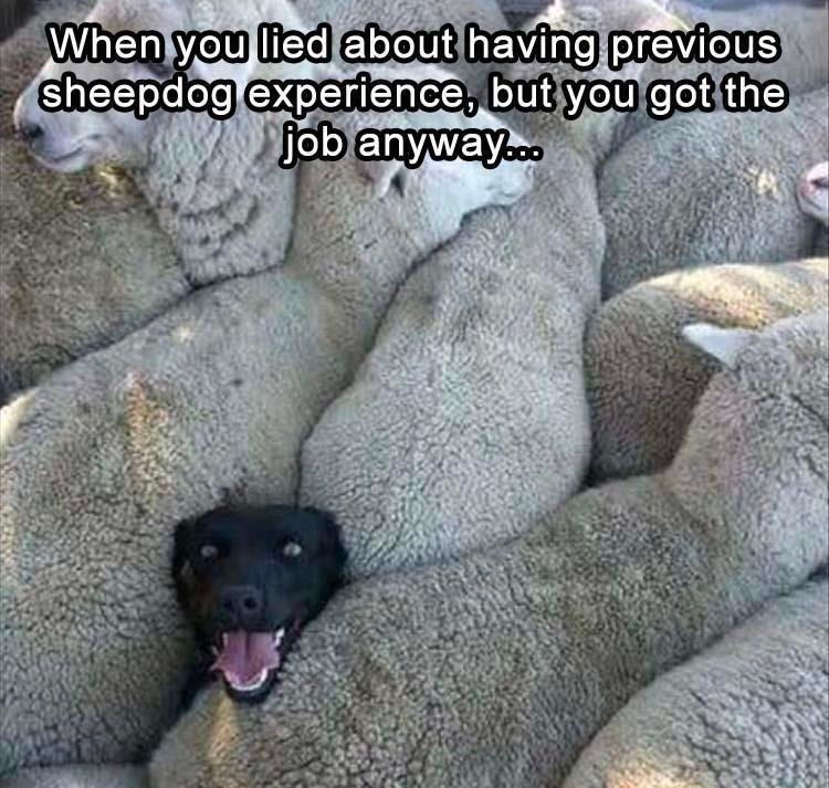 funny animals check it out