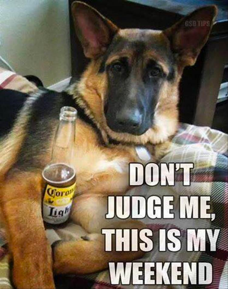funny animals check it out