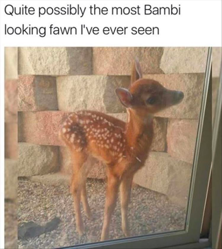 funny animals check it out
