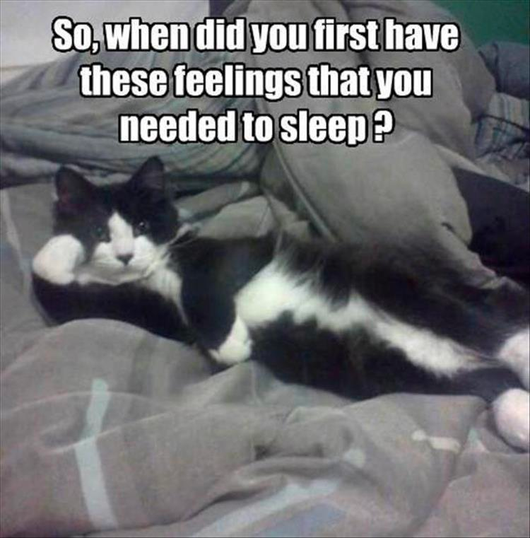 funny animals check it out