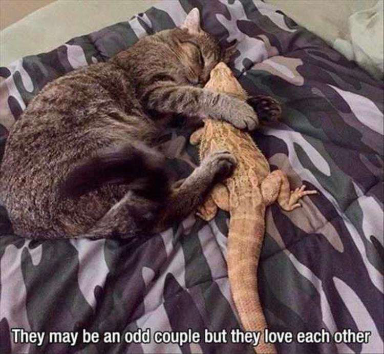 funny animals check it out