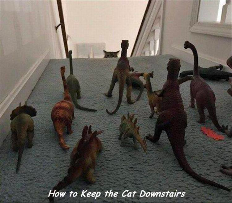 funny animals check it out
