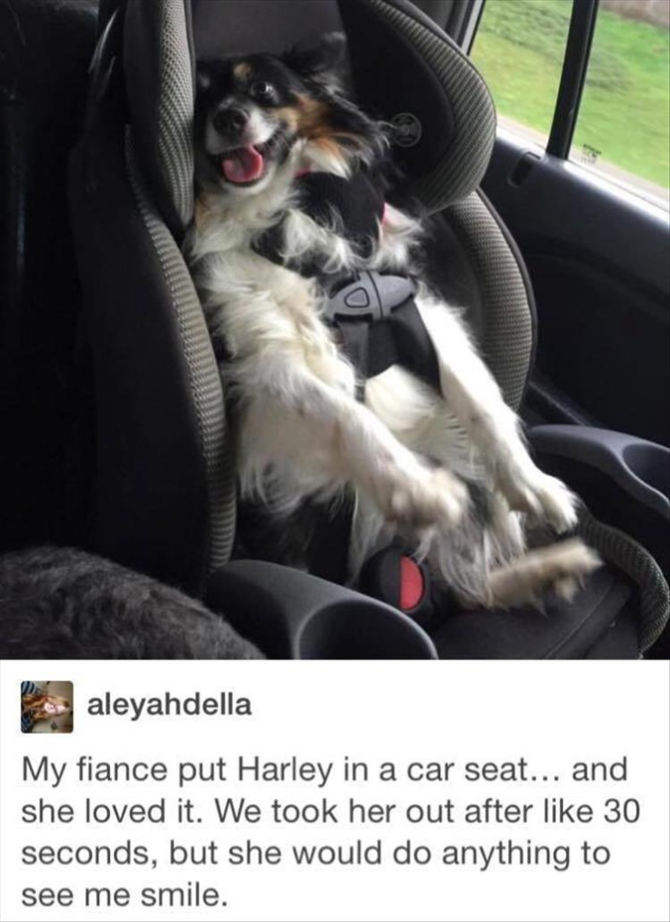 funny animals check it out