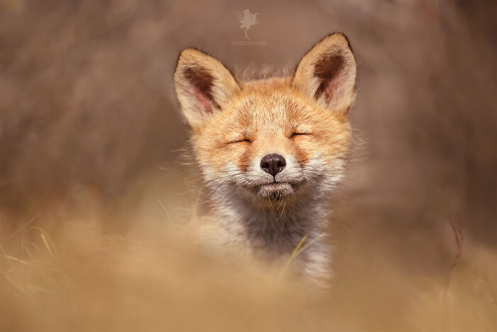 cute fox