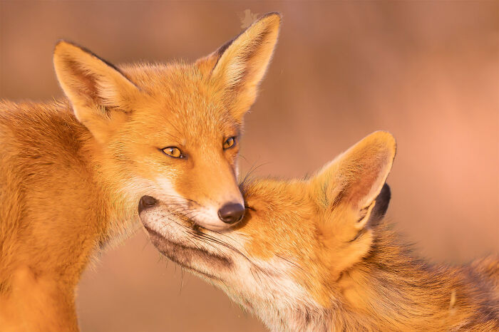 cute fox