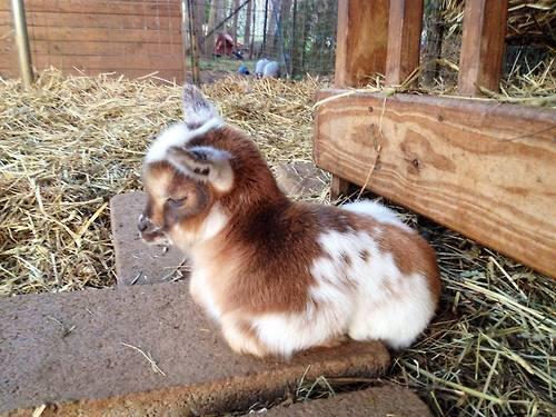 cute animals
