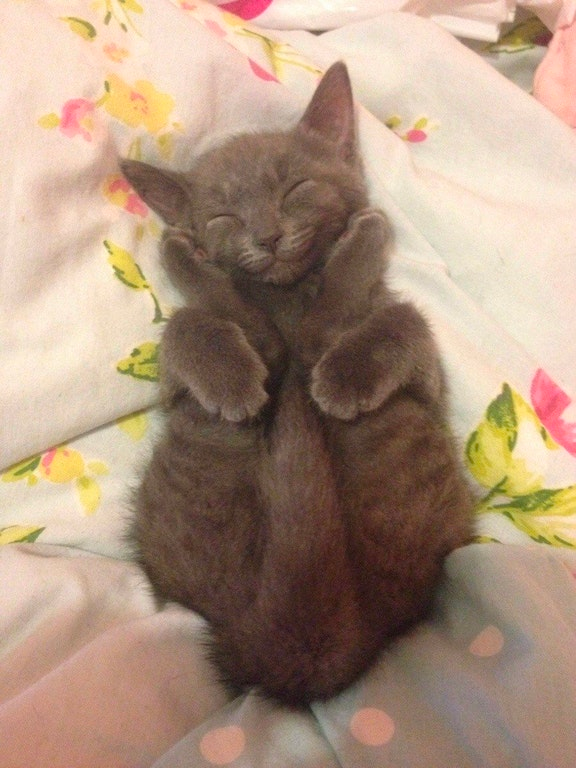 cute animals