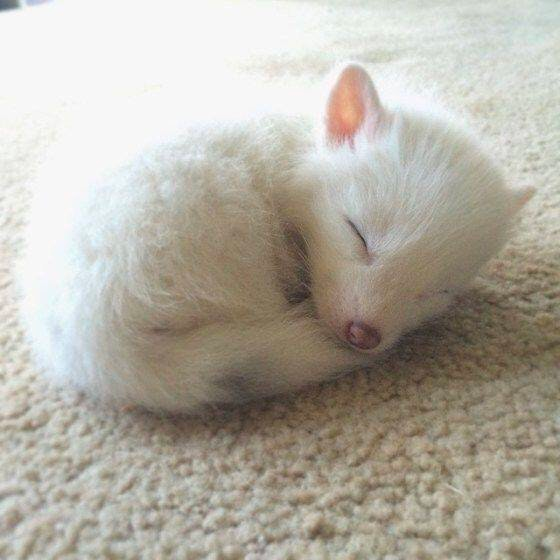 cute animals