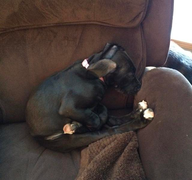 cute sleeping animals