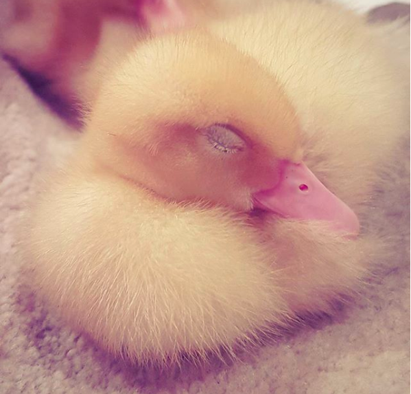 cute sleeping animals