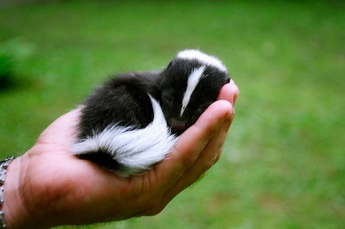 cute sleeping animals