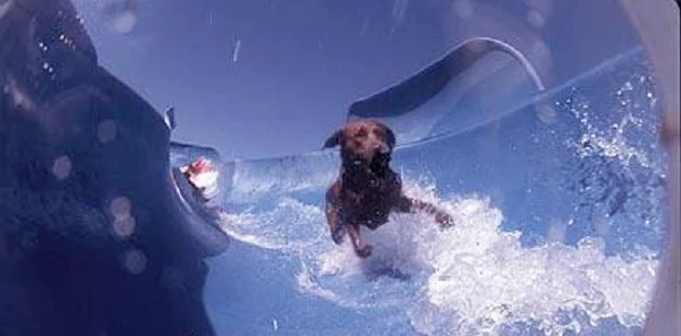 cute dog
