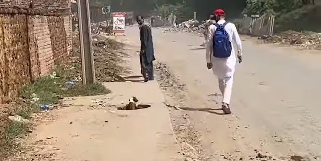 Rescue dog